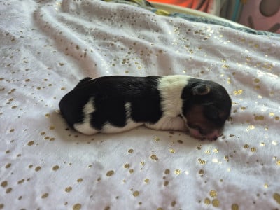 CHIOT 1 - Biewer Terrier