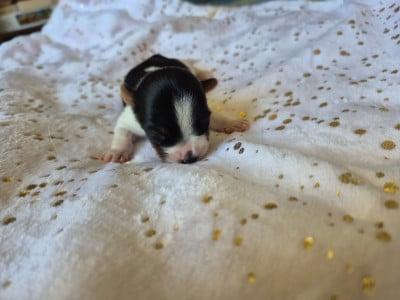 CHIOT 5 - Biewer Terrier