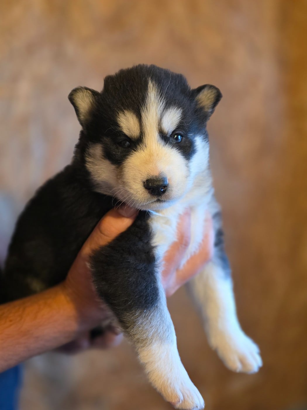 CHIOT 1 - Siberian Husky