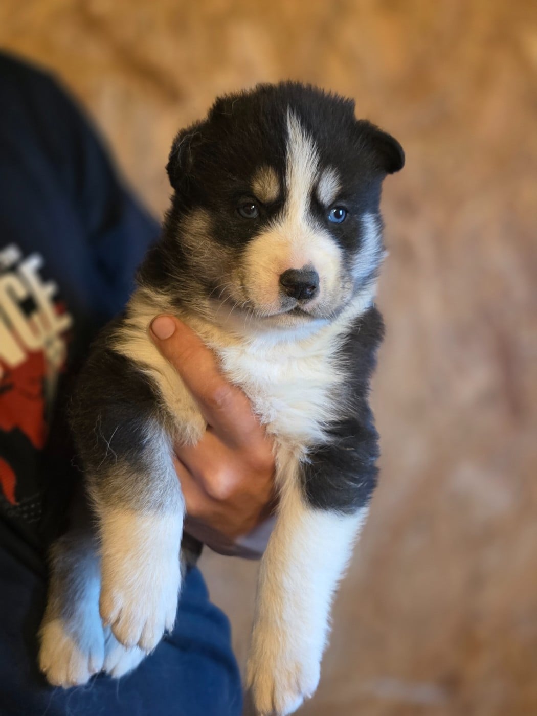 CHIOT 2 - Siberian Husky