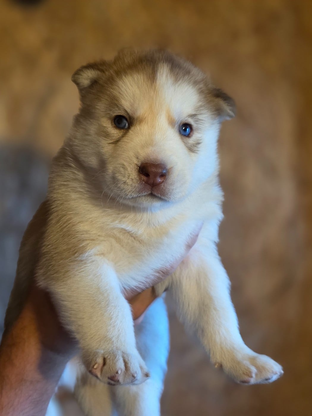 CHIOT 3 - Siberian Husky