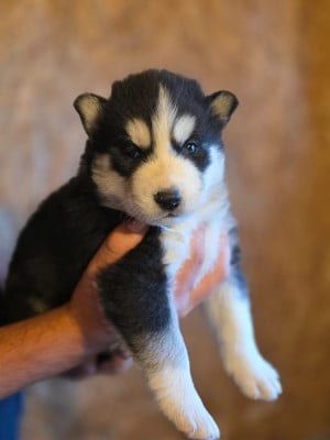 Les chiots de Siberian Husky