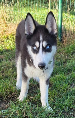 Les chiots de Siberian Husky