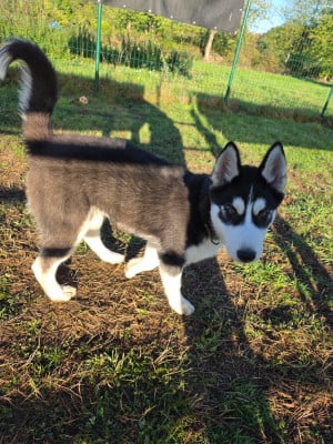 Les chiots de Siberian Husky