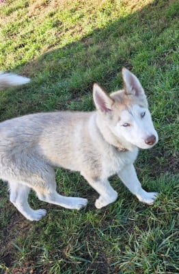 Les chiots de Siberian Husky