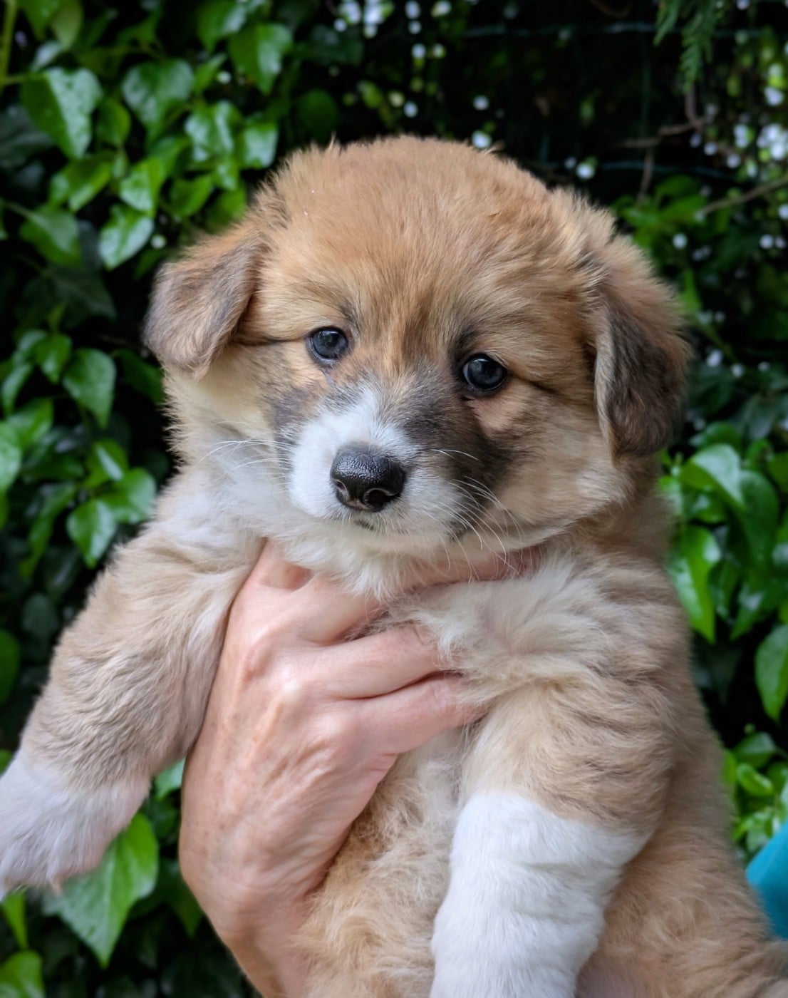 Welsh Corgi Pembroke - du Temple d'Artémis