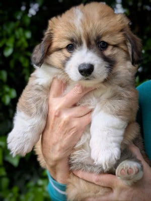 Les chiots de Welsh Corgi Pembroke