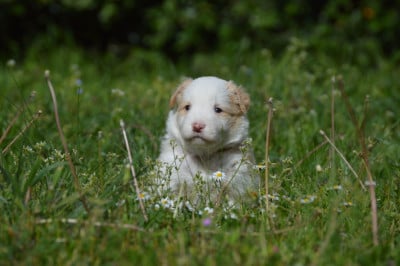 Les chiots de Border Collie