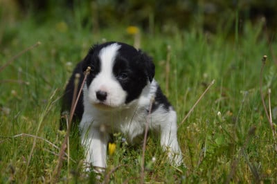 Les chiots de Border Collie