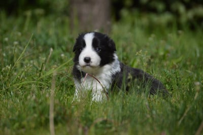 Les chiots de Border Collie