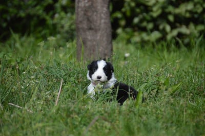 Les chiots de Border Collie
