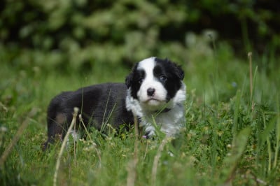 Les chiots de Border Collie