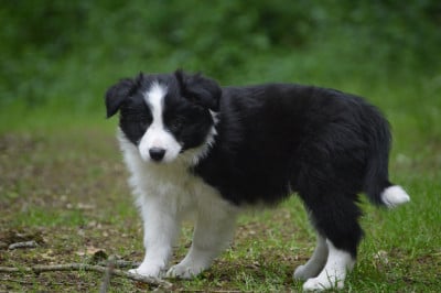 Les chiots de Border Collie
