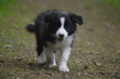 Les chiots de Border Collie