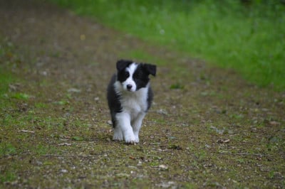 Les chiots de Border Collie