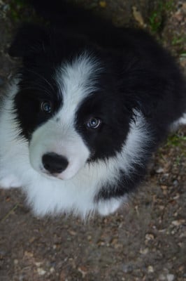 Les chiots de Border Collie