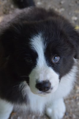 Les chiots de Border Collie