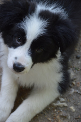 Les chiots de Border Collie
