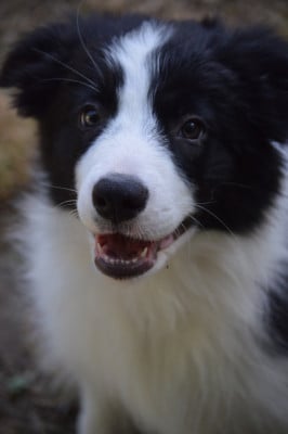 Les chiots de Border Collie