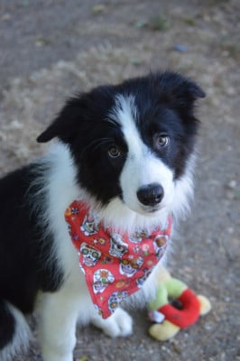 Les chiots de Border Collie