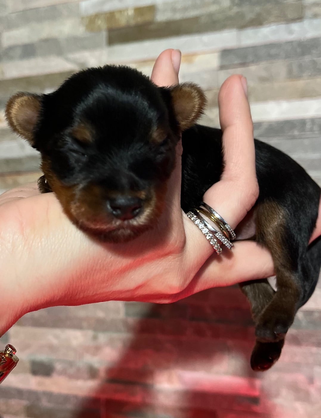 CHIOT 3 - Yorkshire Terrier