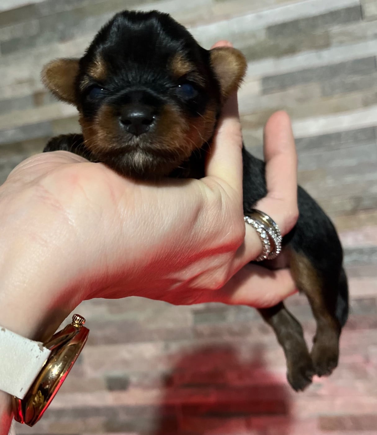 CHIOT 2 - Yorkshire Terrier