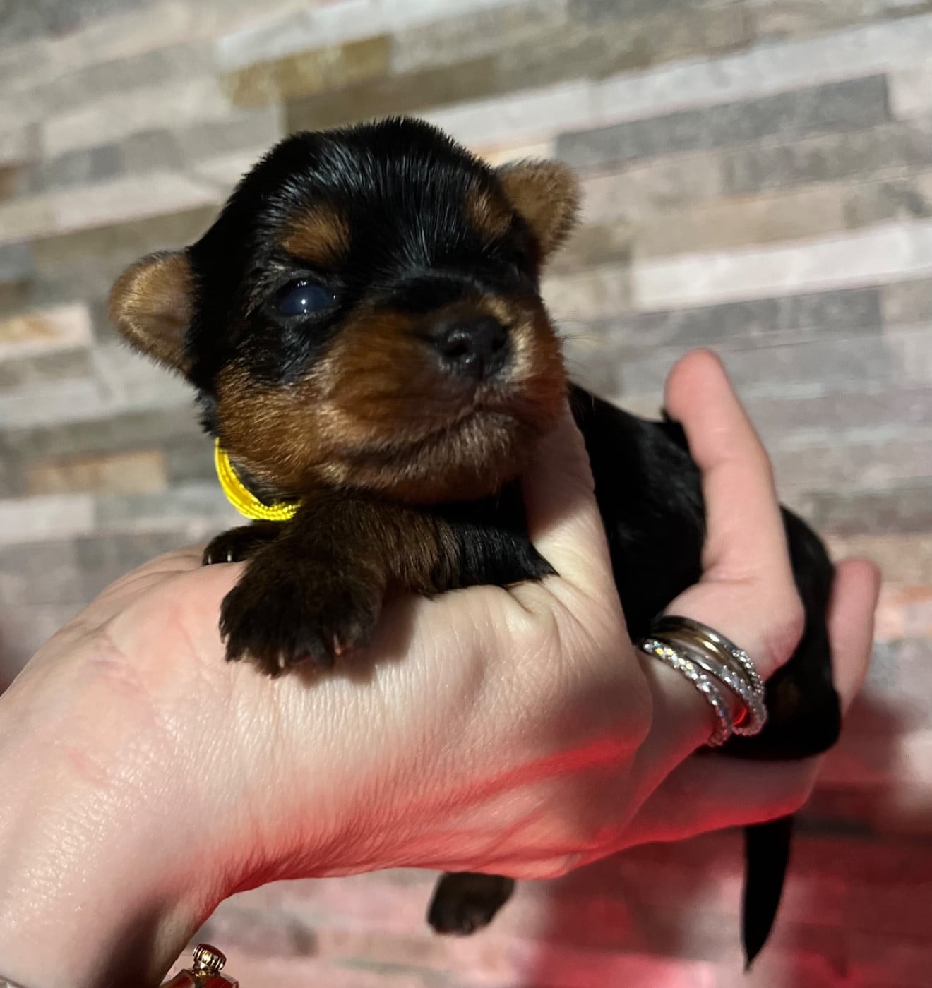 CHIOT 1 - Yorkshire Terrier
