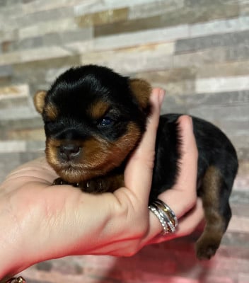 Les chiots de Yorkshire Terrier