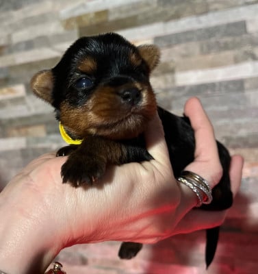 Les chiots de Yorkshire Terrier