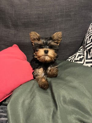 Les chiots de Yorkshire Terrier