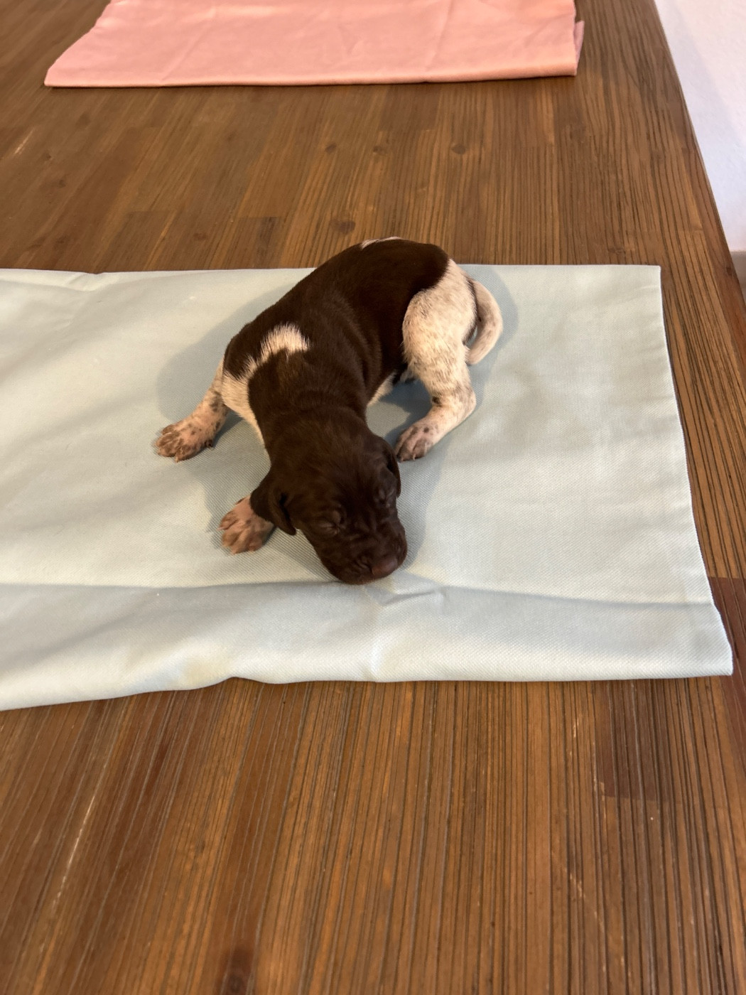CHIOT 8 - Braque allemand à poil court