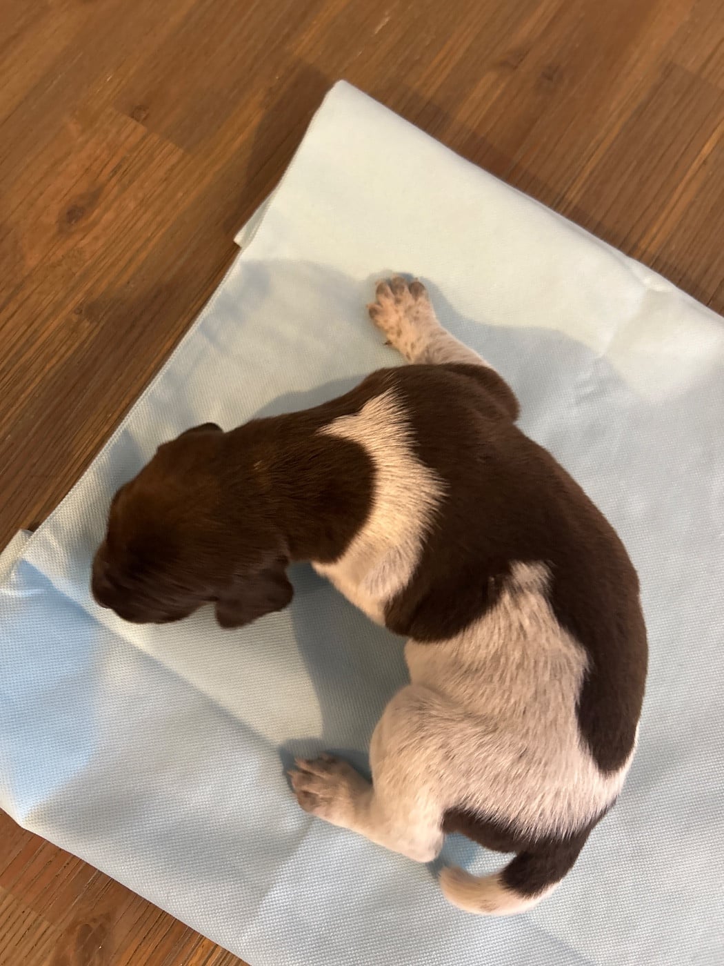CHIOT 11 - Braque allemand à poil court