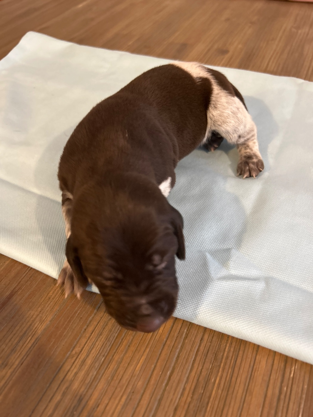 CHIOT 12 - Braque allemand à poil court