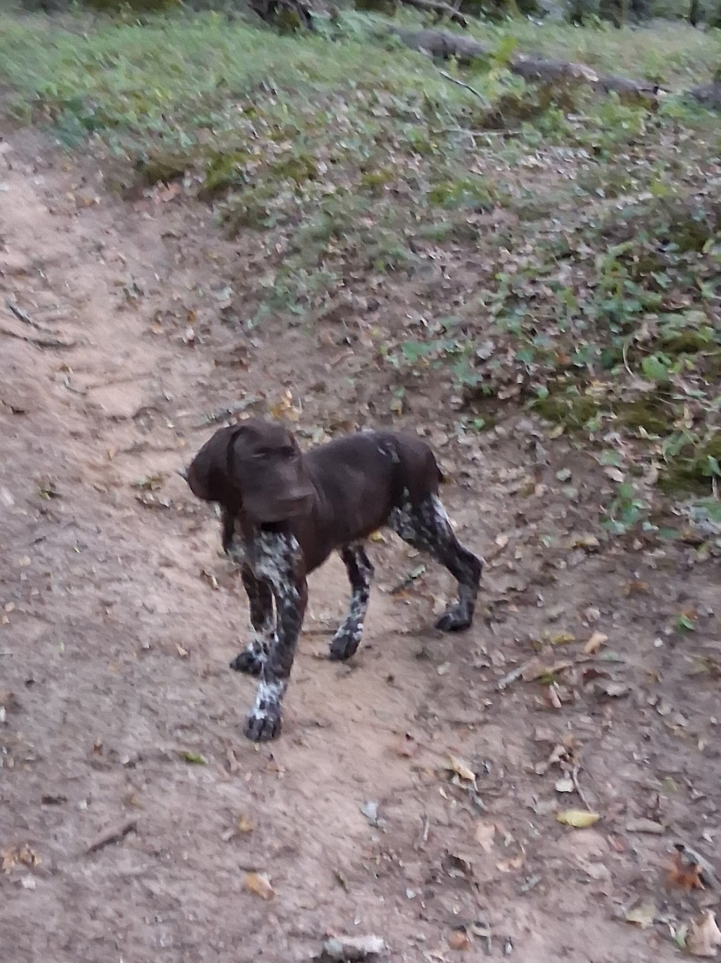 CHIOT 12