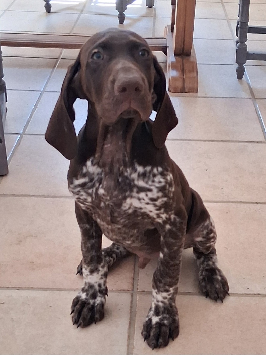 CHIOT 12