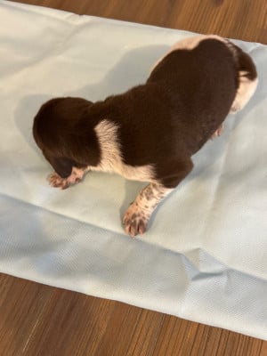 Les chiots de Braque allemand à poil court