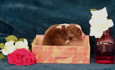 Les chiots de Berger Australien