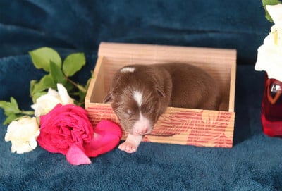 Les chiots de Berger Australien