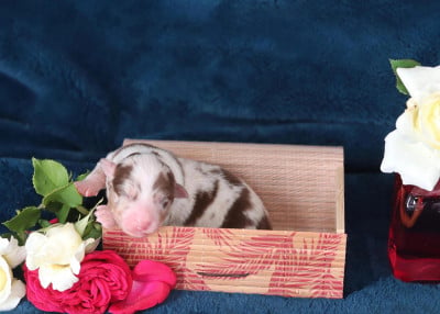 Les chiots de Berger Australien