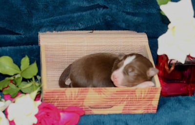 Les chiots de Berger Australien