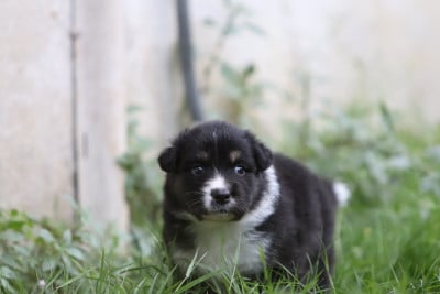 Les chiots de Berger Australien