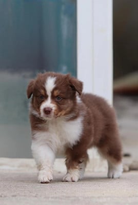 Les chiots de Berger Australien