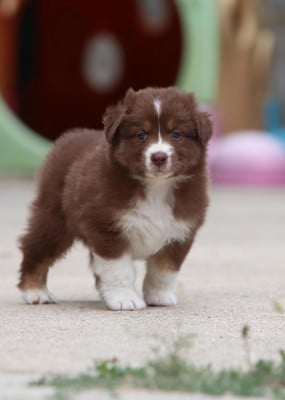 Les chiots de Berger Australien