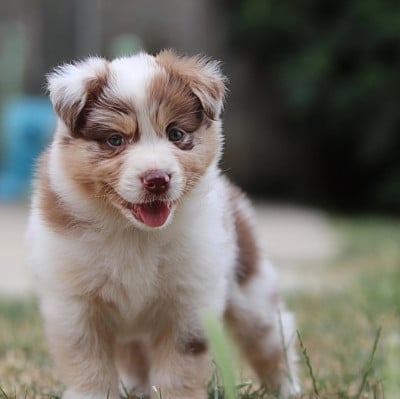 Les chiots de Berger Australien