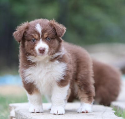 Les chiots de Berger Australien