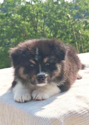 Les chiots de Berger Australien