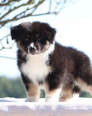 Les chiots de Berger Australien