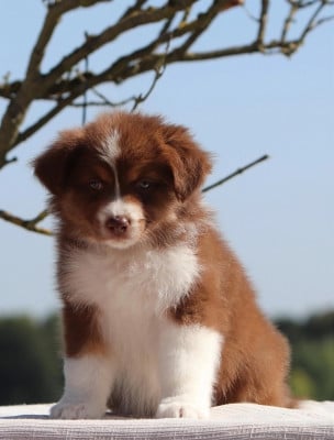 Les chiots de Berger Australien