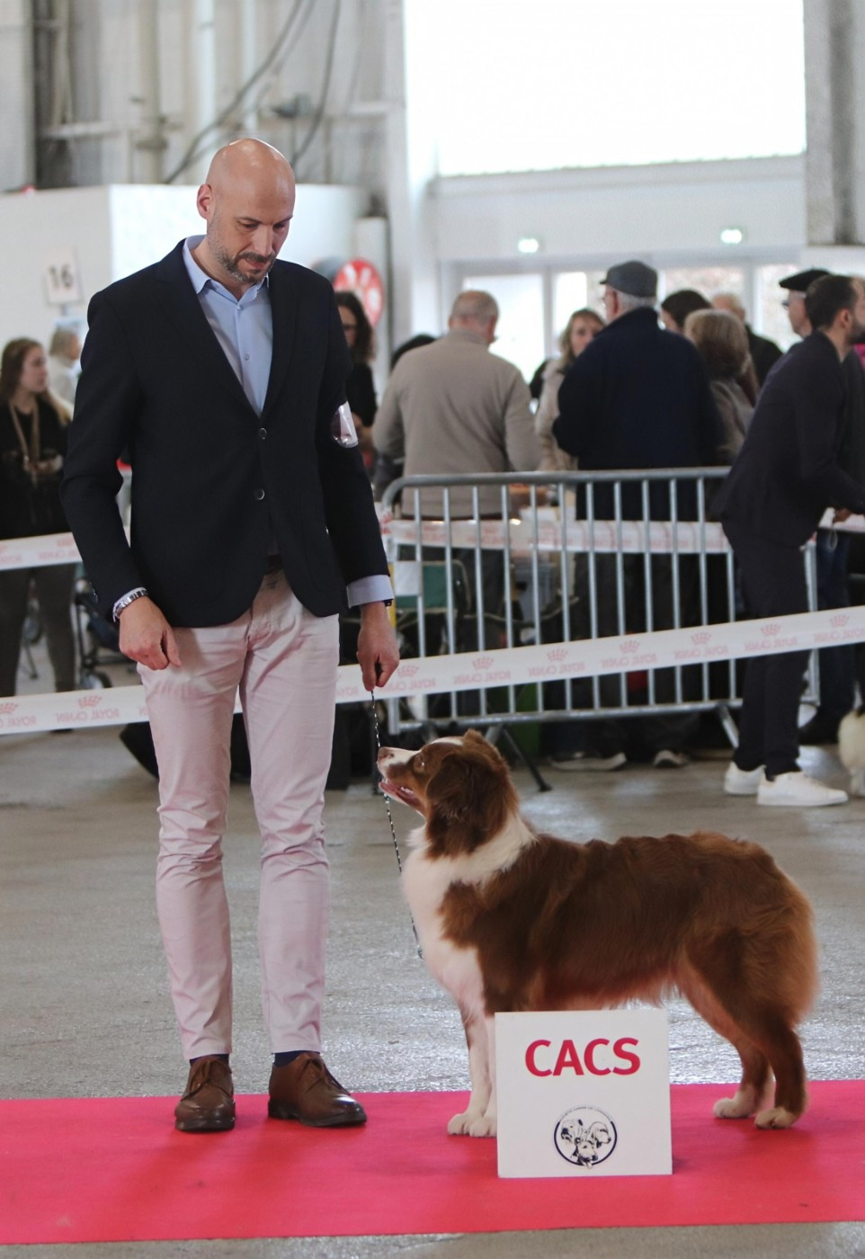 Under pressure by queen Des Bergers D'Enguerrand - 1ere excellent CACS RCACIB