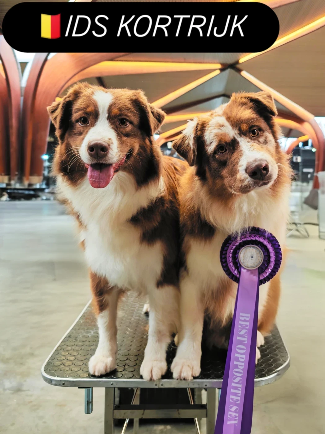 Under pressure by queen Des Bergers D'Enguerrand - 1er exc, RCACS, RCACIB